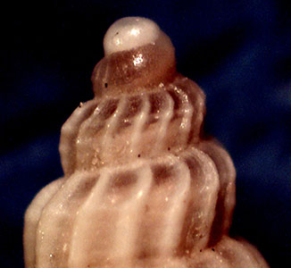 Confronto tra due nicchi di Mangelia